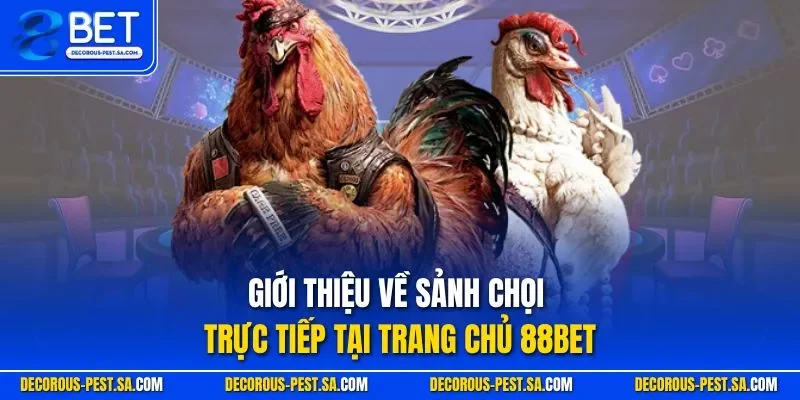 Giới thiệu về sảnh chọi trực tiếp tại trang chủ 88BET